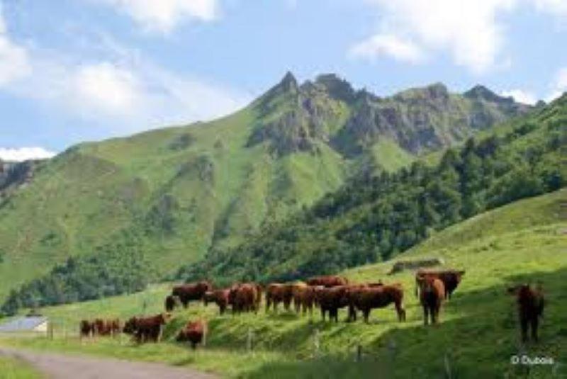Lilas, Gite Saint Antoine, Orcival, Entre Sancy Et Volcans. Εξωτερικό φωτογραφία